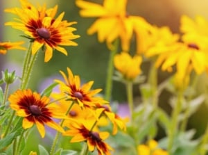 An area covered Rudbeckia Triloba flowers appearing bright yellow with big brown centers placed somewhere with a lot of sunlight