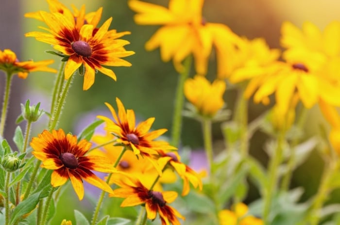 An area covered Rudbeckia Triloba flowers appearing bright yellow with big brown centers placed somewhere with a lot of sunlight