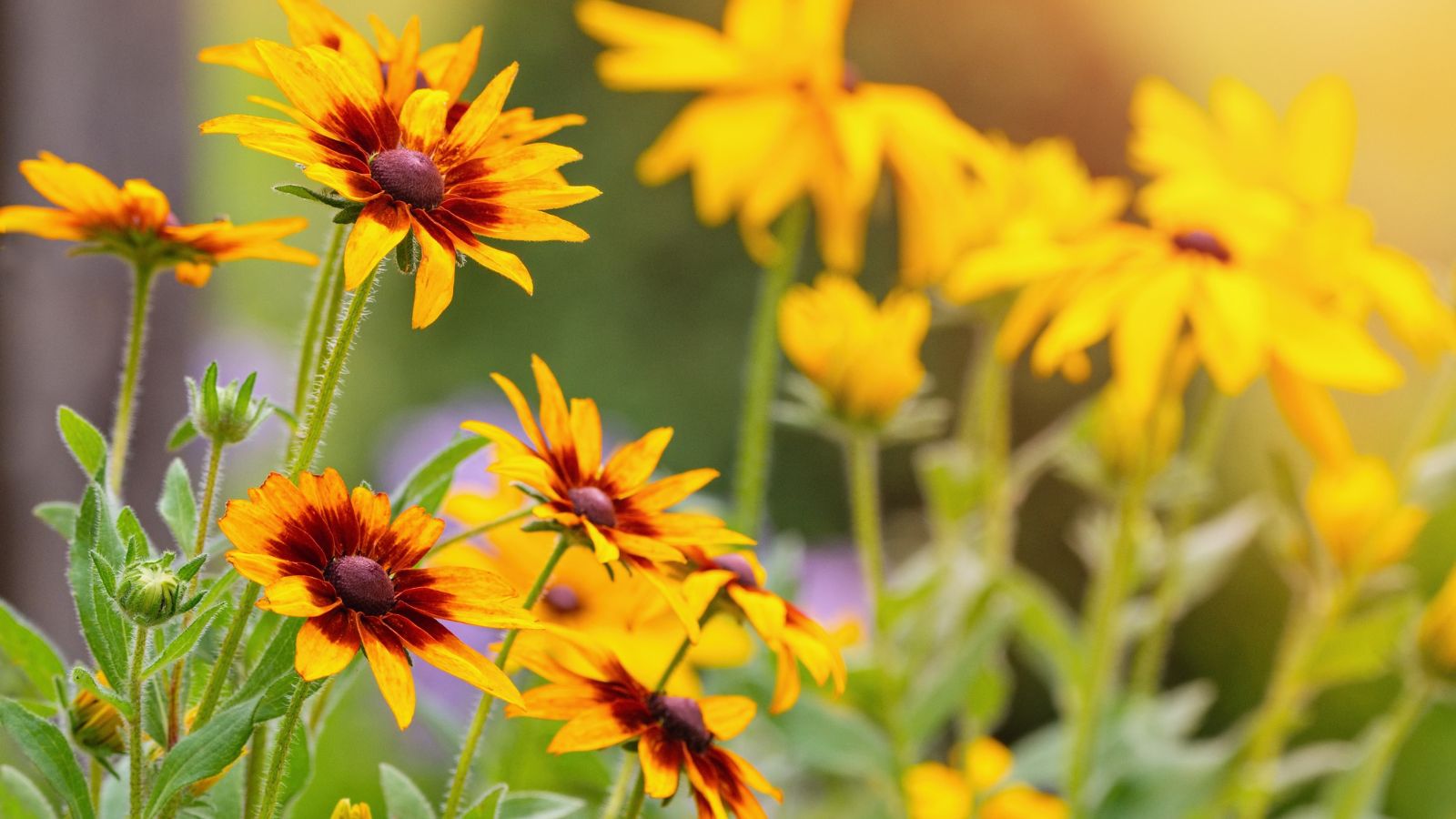An area covered Rudbeckia Triloba flowers appearing bright yellow with big brown centers placed somewhere with a lot of sunlight