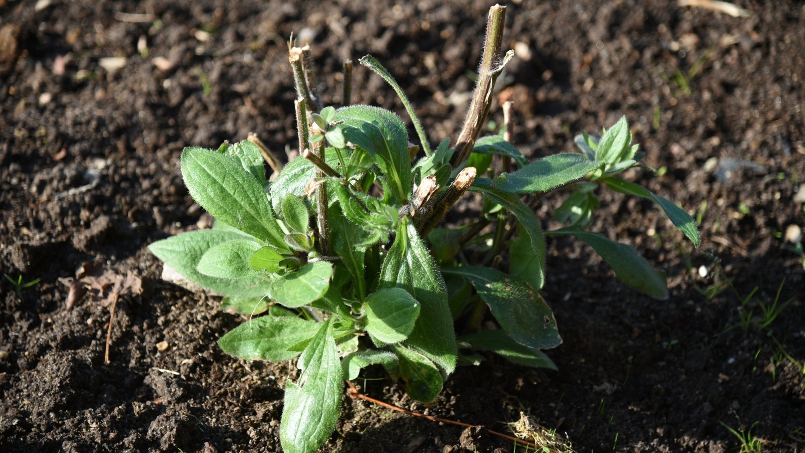 Close-up of a young plant with oval green leaves and clipped stems growing in loose black soil in a garden.