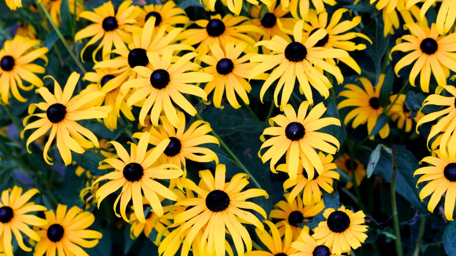 A vibrant golden-yellow flower with radiating petals and a prominent textured center, framed by green leaves, stands against a blue sky and blurred field.