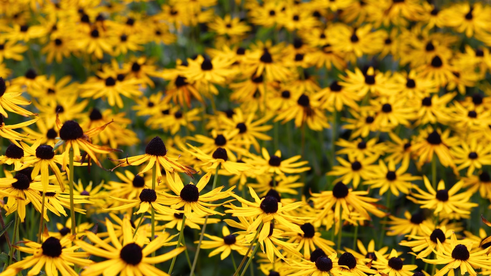 A dense field of bright yellow daisy-like flowers, each with a prominent dark brown to black central cone, stands in full bloom.
