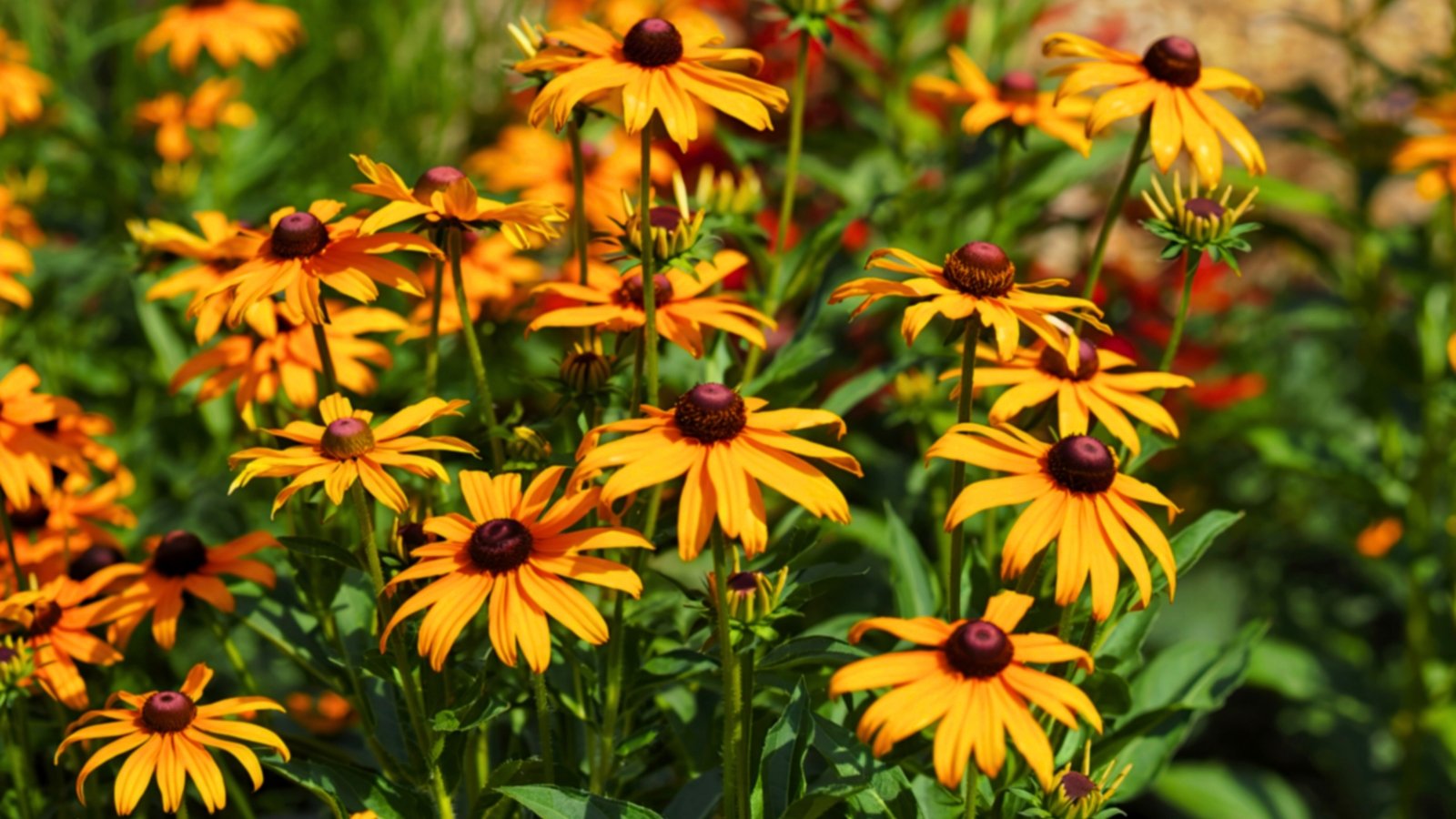 A vibrant cluster of golden-orange flowers with slightly drooped petals and prominent dark brown, conical centers stands amidst green stems.