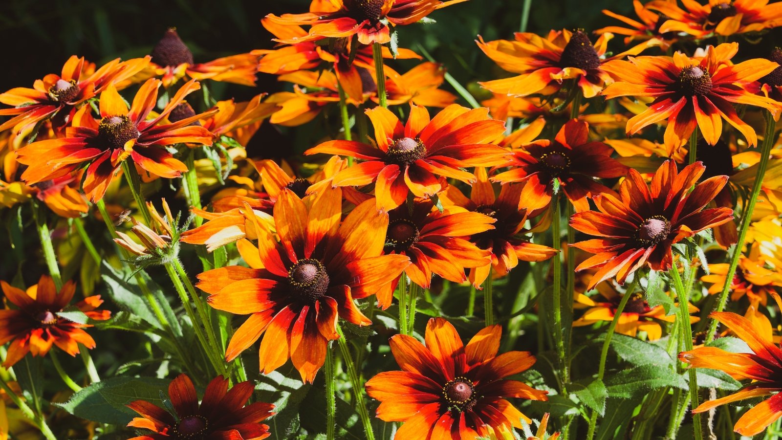Creamy orange and chocolate burgundy daisy-like flowers with dark centers on hairy stems with rough, lance-shaped green leaves.
