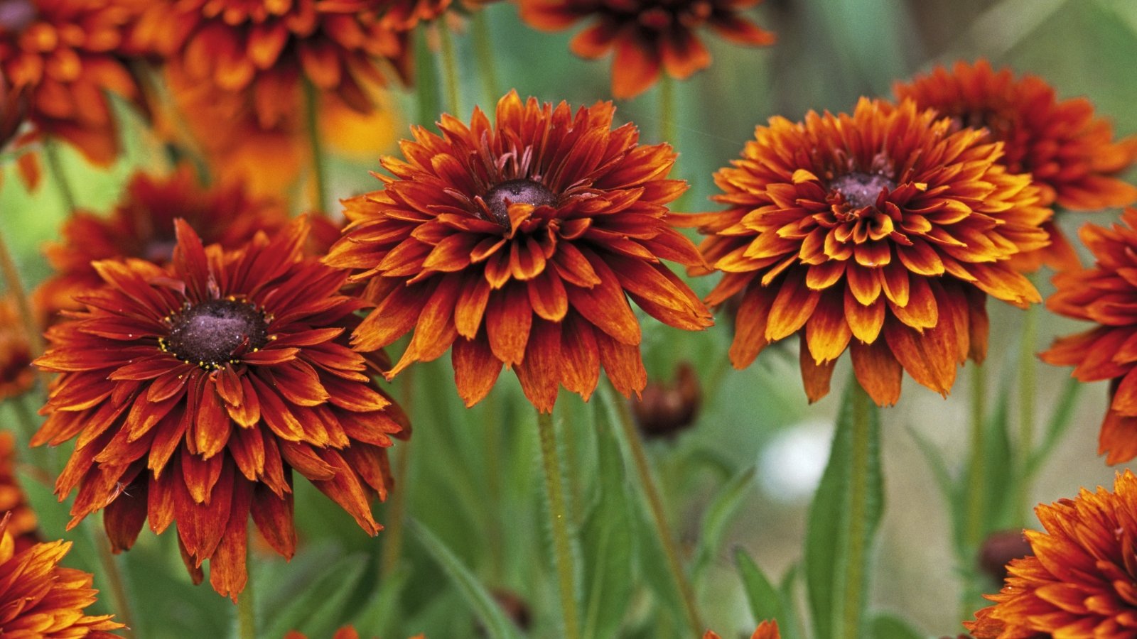 Double, daisy-like flowers blending orange, red, and yellow hues with dark centers on tall stems with rough, lance-shaped green leaves.