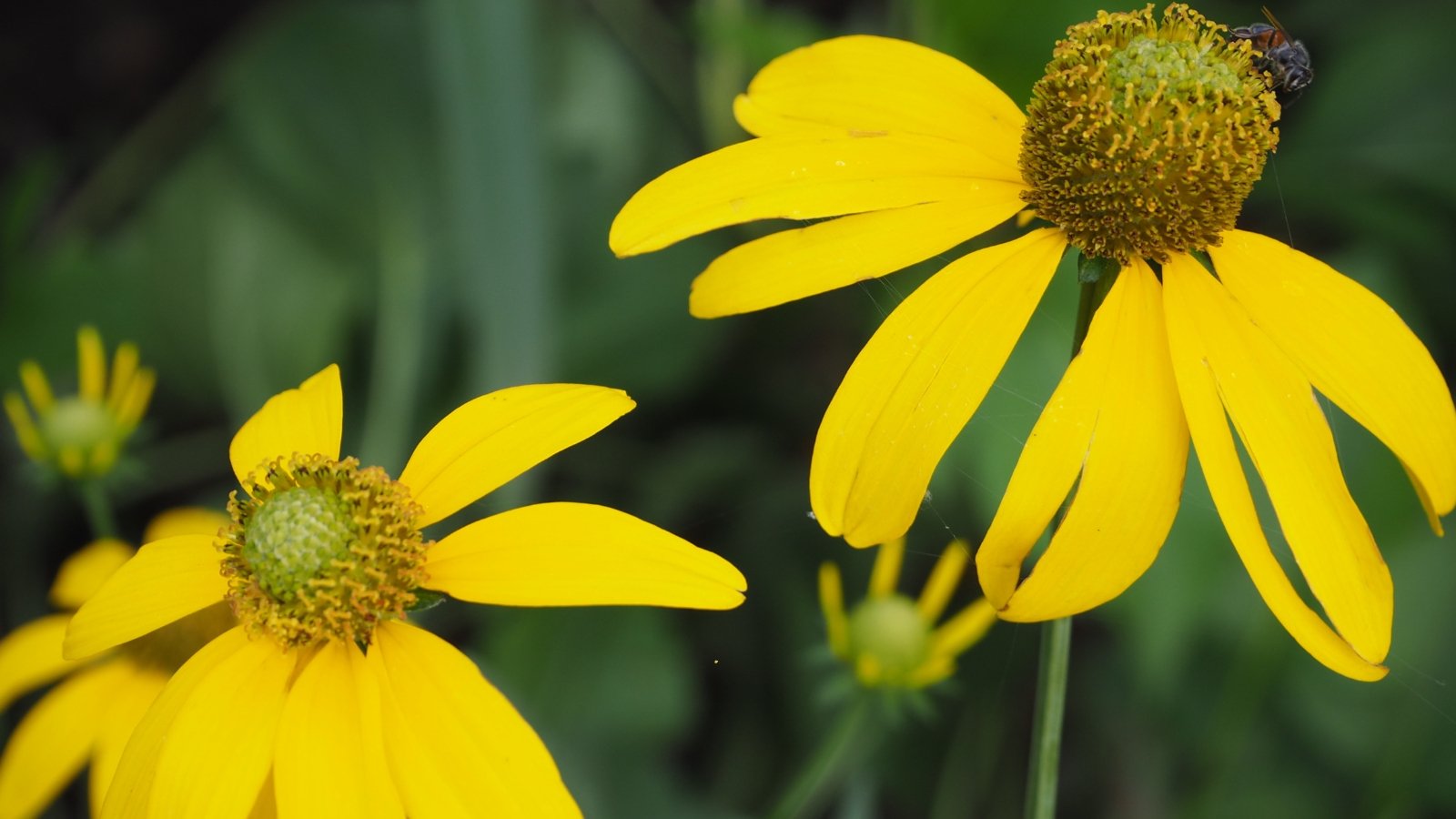 Golden yellow daisy-like flowers with bright green centers on tall stems with rough, hairy lance-shaped leaves.
