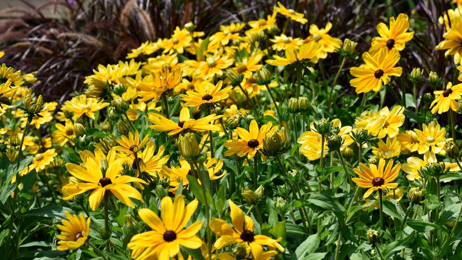 Vibrant yellow and orange daisy-like flowers with dark brown centers on sturdy, hairy stems with coarse, lance-shaped green leaves.
