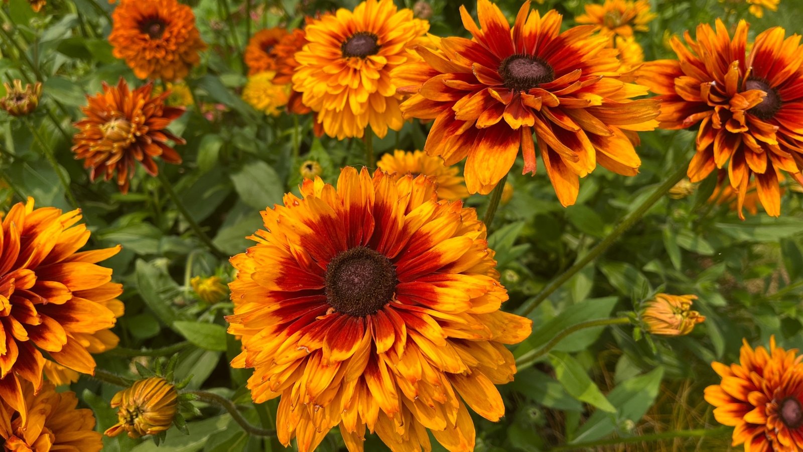 Bright golden yellow semi-double flowers with dark brown centers on tall, sturdy stems with rough, lance-shaped green leaves.
