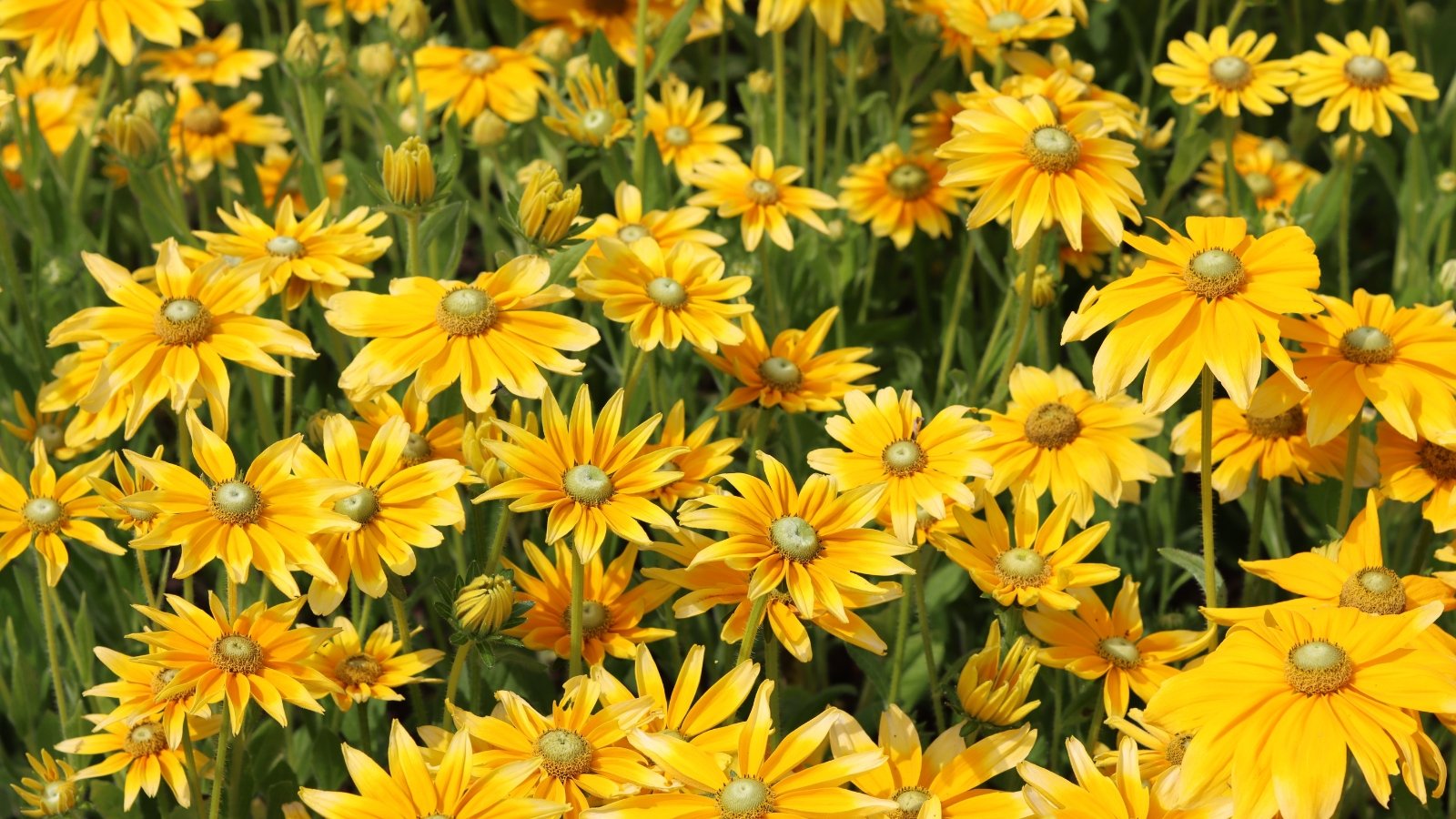 Bright yellow-orange daisy-like flowers with delicate creamy-green centers on sturdy stems with coarse, lance-shaped green leaves.