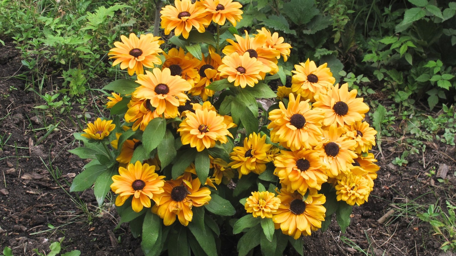 Golden yellow semi-double flowers with dark brown centers on sturdy stems with coarse, lance-shaped green leaves.