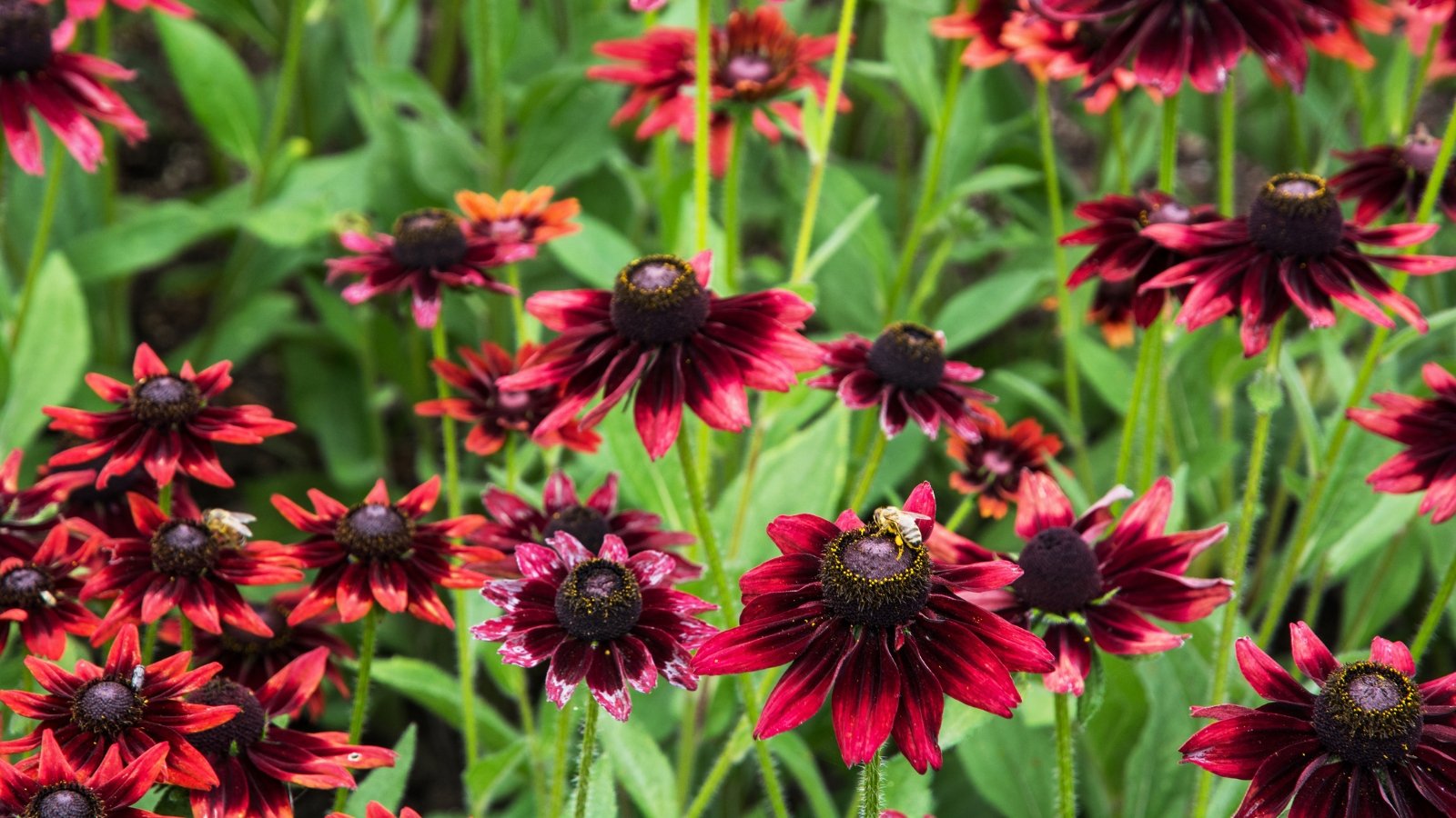 Bright red and burgundy daisy-like flowers with dark centers atop tall, slender stems and rough, lance-shaped green leaves.
