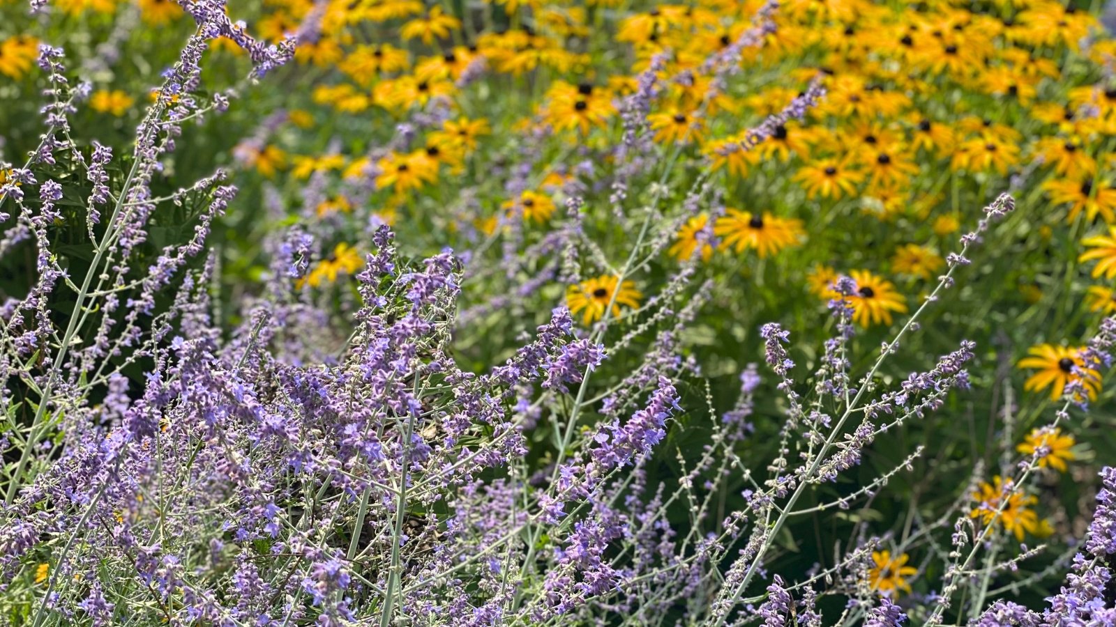 A field of delicate lavender-purple flowers in the foreground with a vibrant field of yellow, dark-centered blooms in the background.