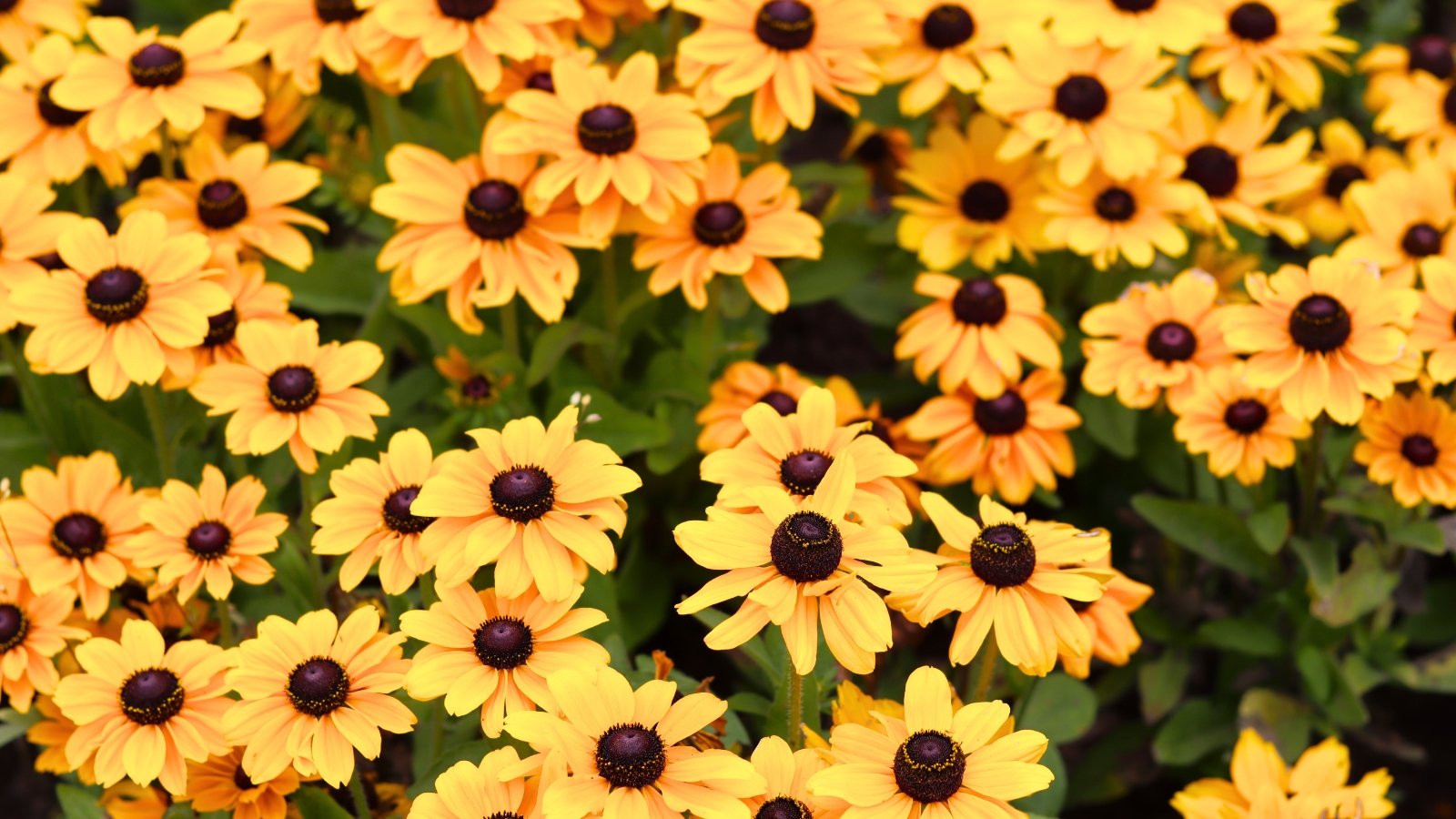 A patch of bright yellow, daisy-like flowers with dark brown centers and multiple petals are shown.
