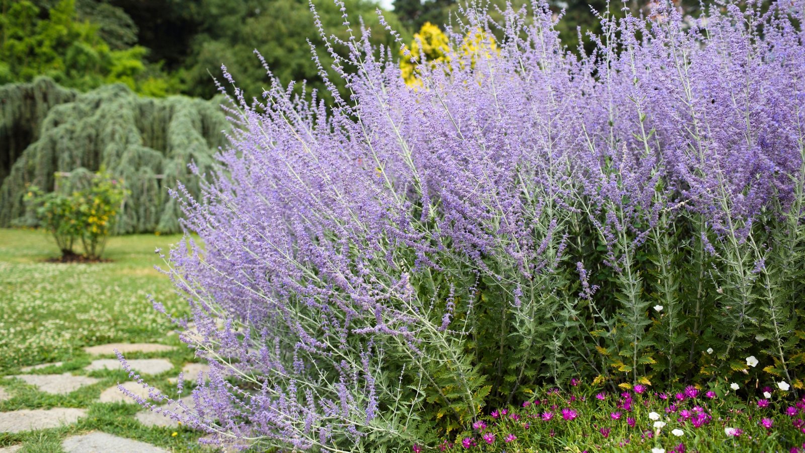 A large, mounding plant covered in delicate lavender-purple blooms with a few small pink and white flowers at its base, set against a green garden path and distant trees.