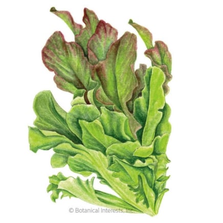 Salad Bowl Blend Leaf Lettuce Seeds