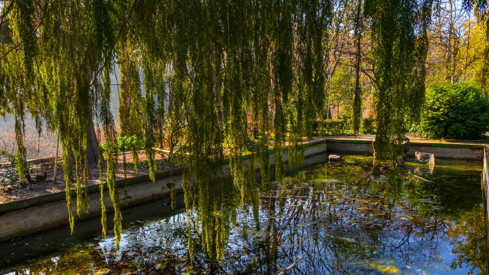 Numerous long, thin green branches with small leaves hang down towards a tranquil pool, creating a natural curtain.