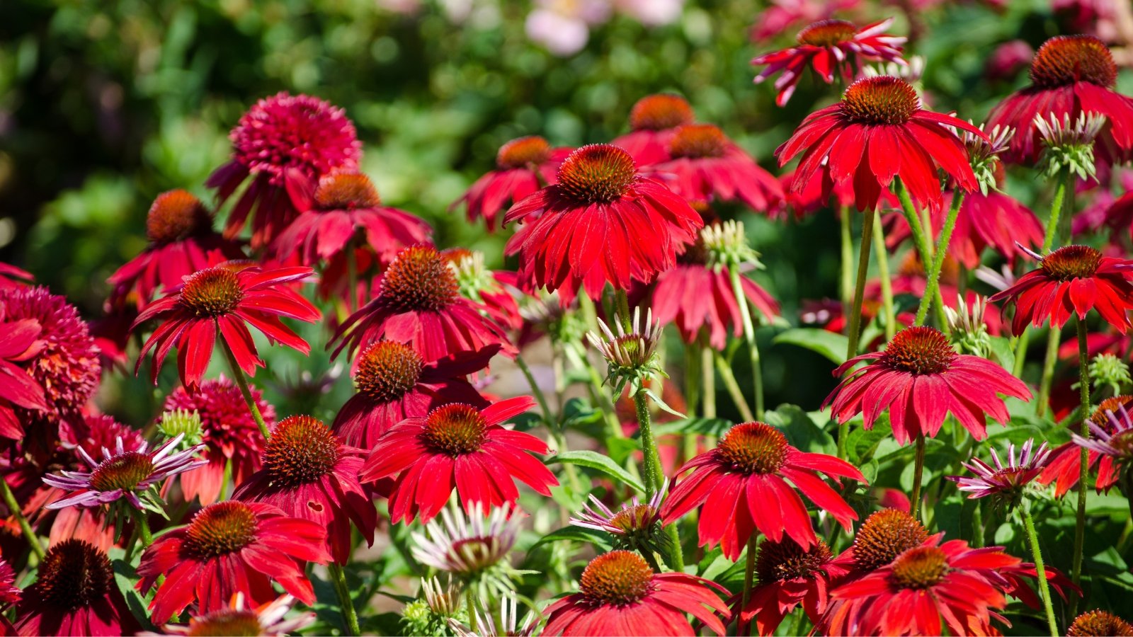 Bold deep red petals curve downward from dark brown cones on strong stems with coarse, narrow dark green leaves.