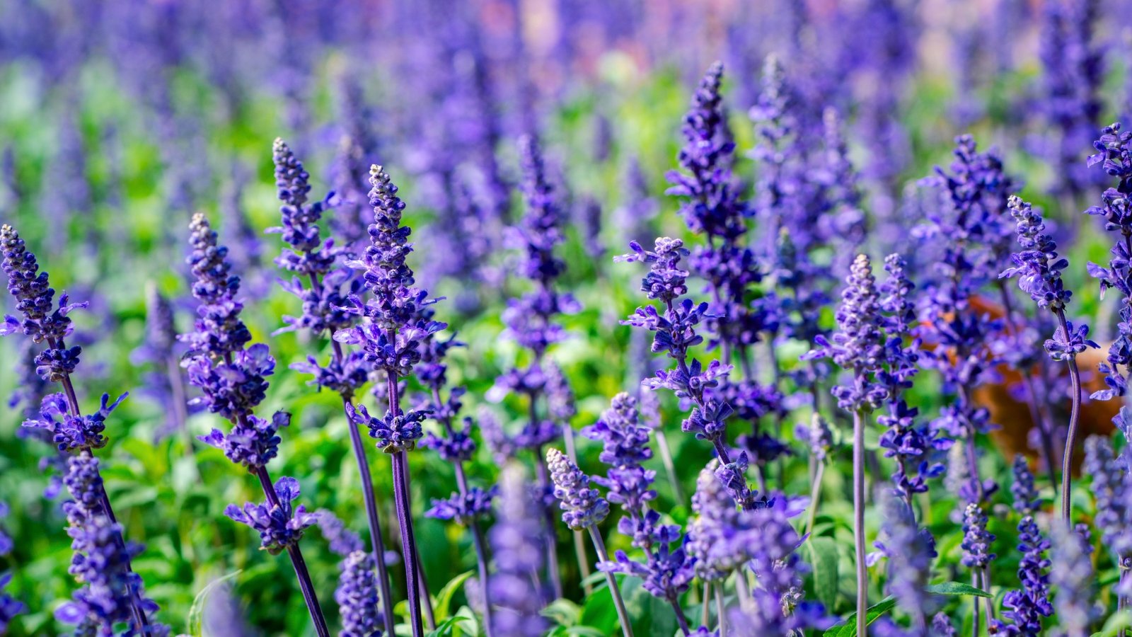 Numerous spires of small, densely packed purple flowers rise from green foliage, creating a soft, blurred field of color.