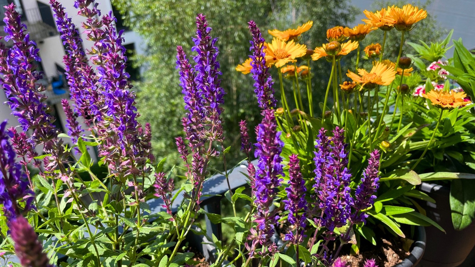 Tall spikes of vibrant purple-blue flowers with small green leaves rise next to a cluster of bright orange-yellow daisy-like blooms.