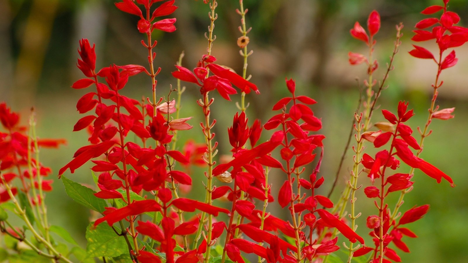 A close-up view shows multiple tall, slender stems with vibrant red, tube-shaped flowers emerging along their length.