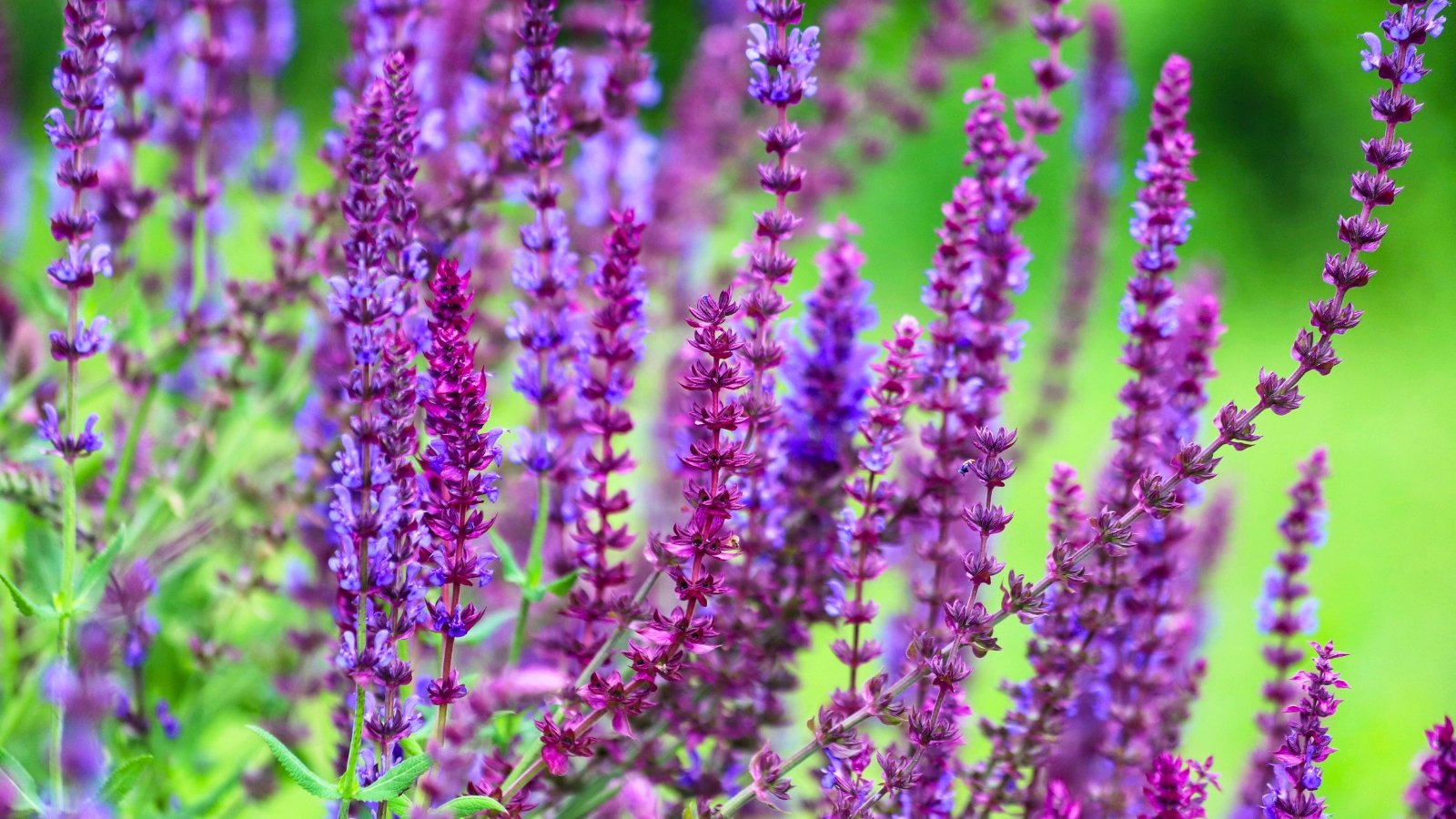 Tall, upright spikes covered in numerous small, vibrant purple and violet florets create a dense, textured vertical display.