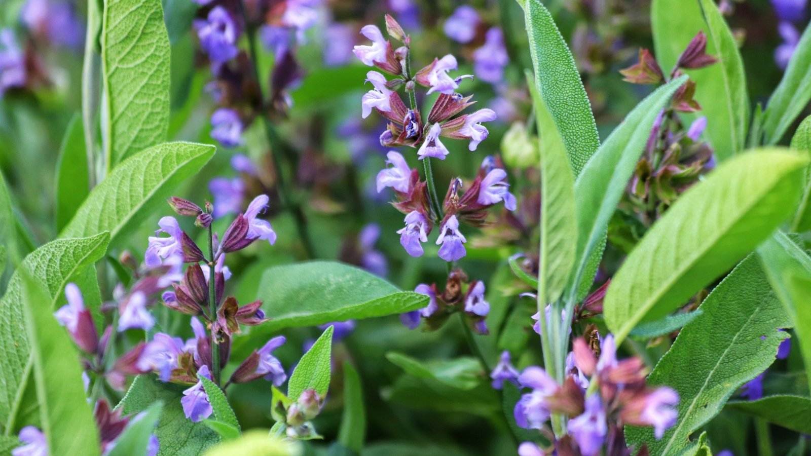 Woody stems with elongated, gray-green leaves that have a pebbly texture and a soft, matte finish surrounding vertical inflorescences with soft purple flowers.