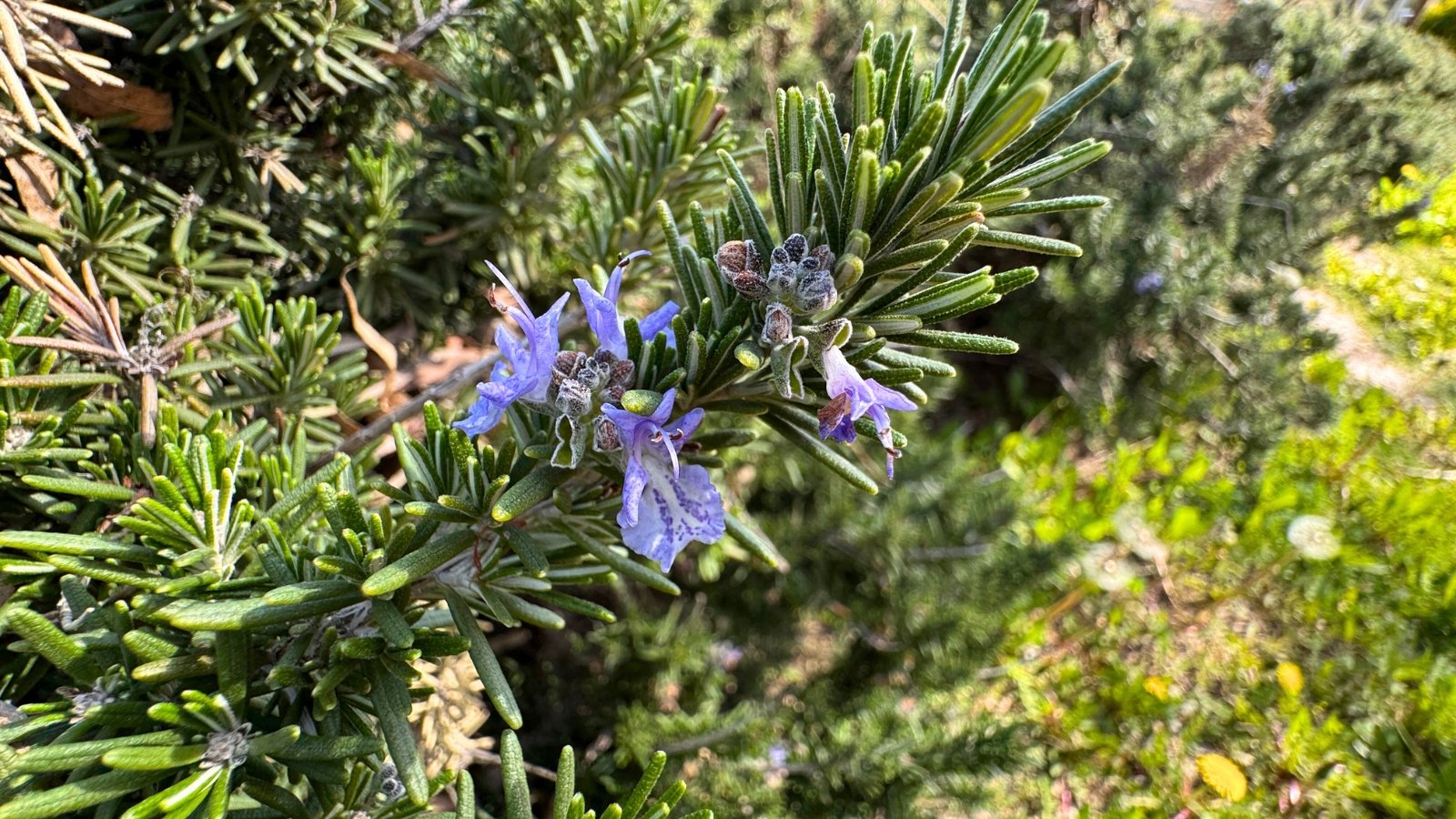 A small cluster of light blue-purple flowers with delicate petals and fuzzy green buds grows on a woody stem covered in needle-like leaves.