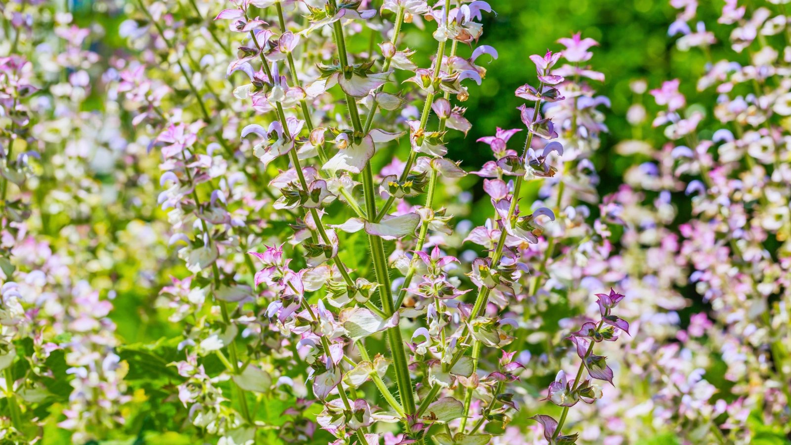 Upright stalks with delicate lavender and white tubular blossoms emerging from heart-shaped bracts.