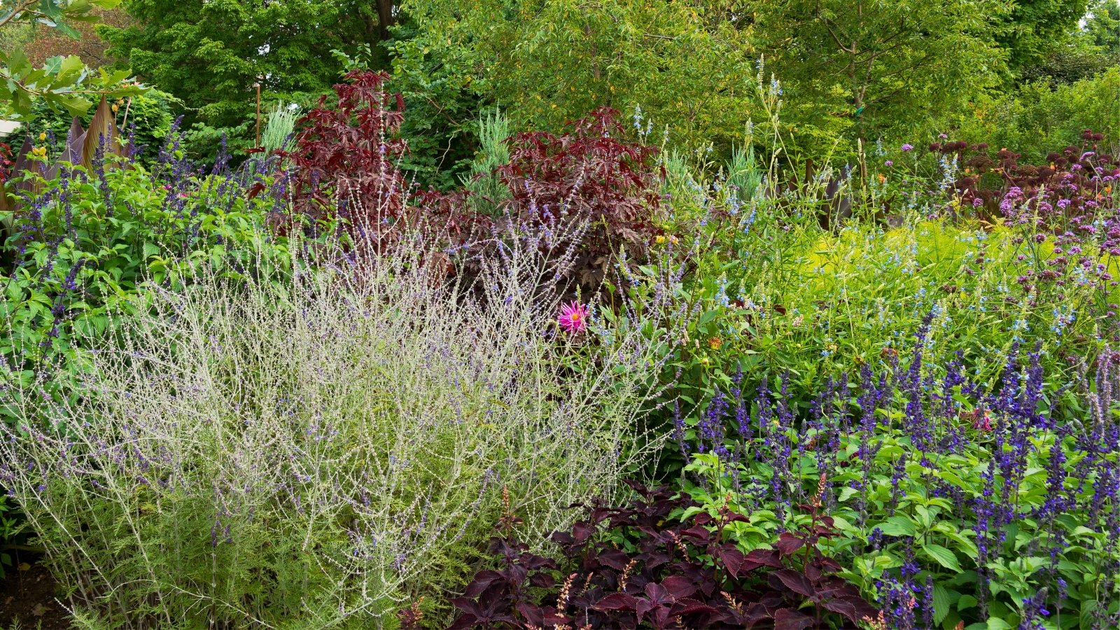 A vibrant garden features a prominent pale, feathery plant with a pink bloom, surrounded by purple flowers and dark red foliage.