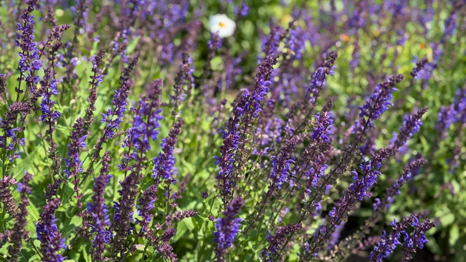 Dense spikes of tubular flowers in purple hues bloom above narrow, textured leaves on square stems.
