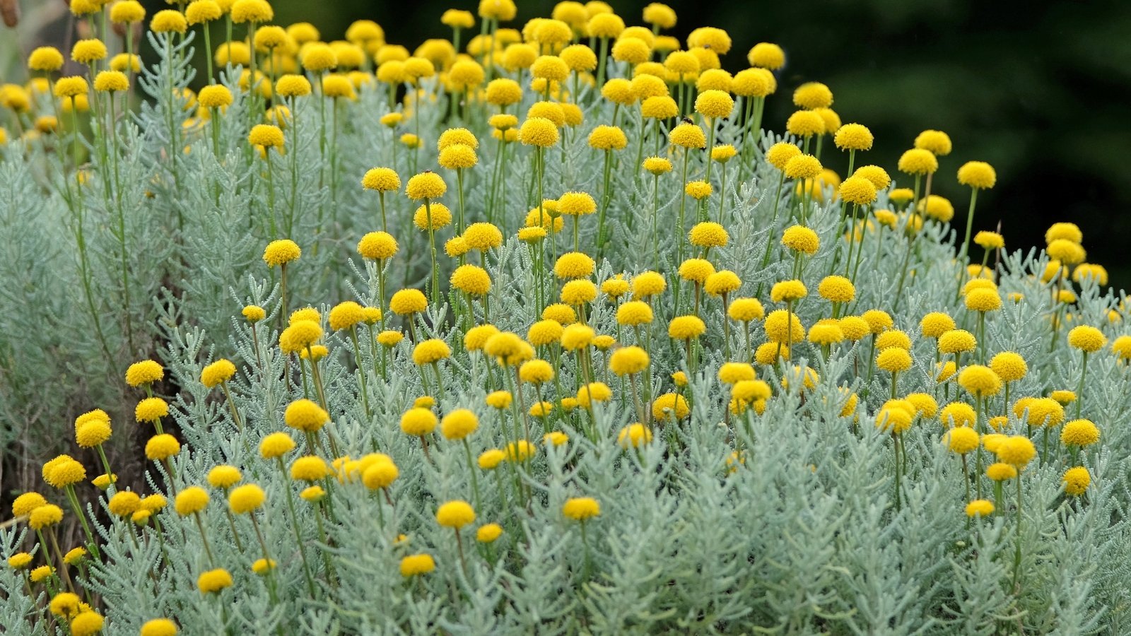 Compact mounds of finely textured, silver-gray foliage with button-like yellow flower heads rising above on slender stems.
