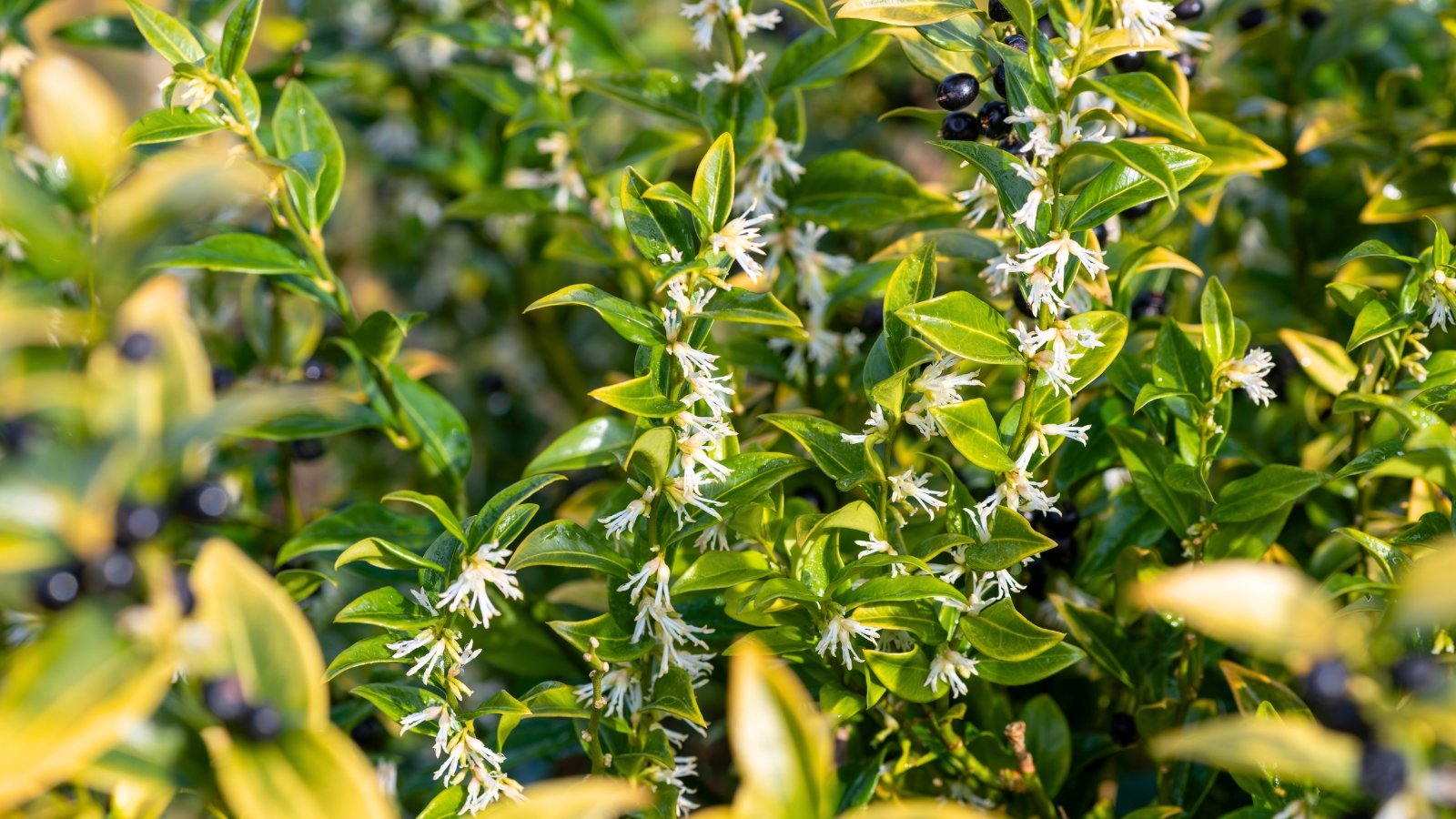 Glossy dark green leaves with yellow tips, small white star-shaped flowers, and tiny black berries on a plant.