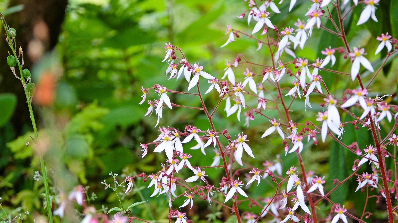 Delicate white and pink flowers with long, slender petals extend from thin, reddish-brown stems.
