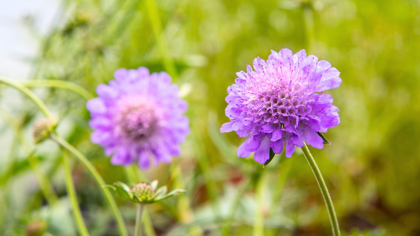 A delicate, pale purple flower with a pincushion-like center and frilly, layered petals is shown on a long, slender stem.