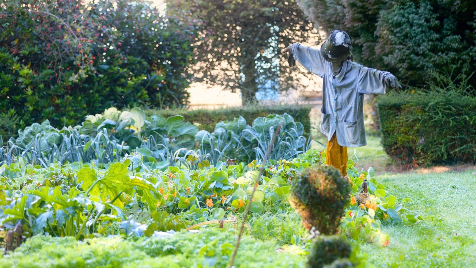 A scarecrow with a bucket instead of a head and dressed in human clothes stands in the middle of vegetable beds in the garden.