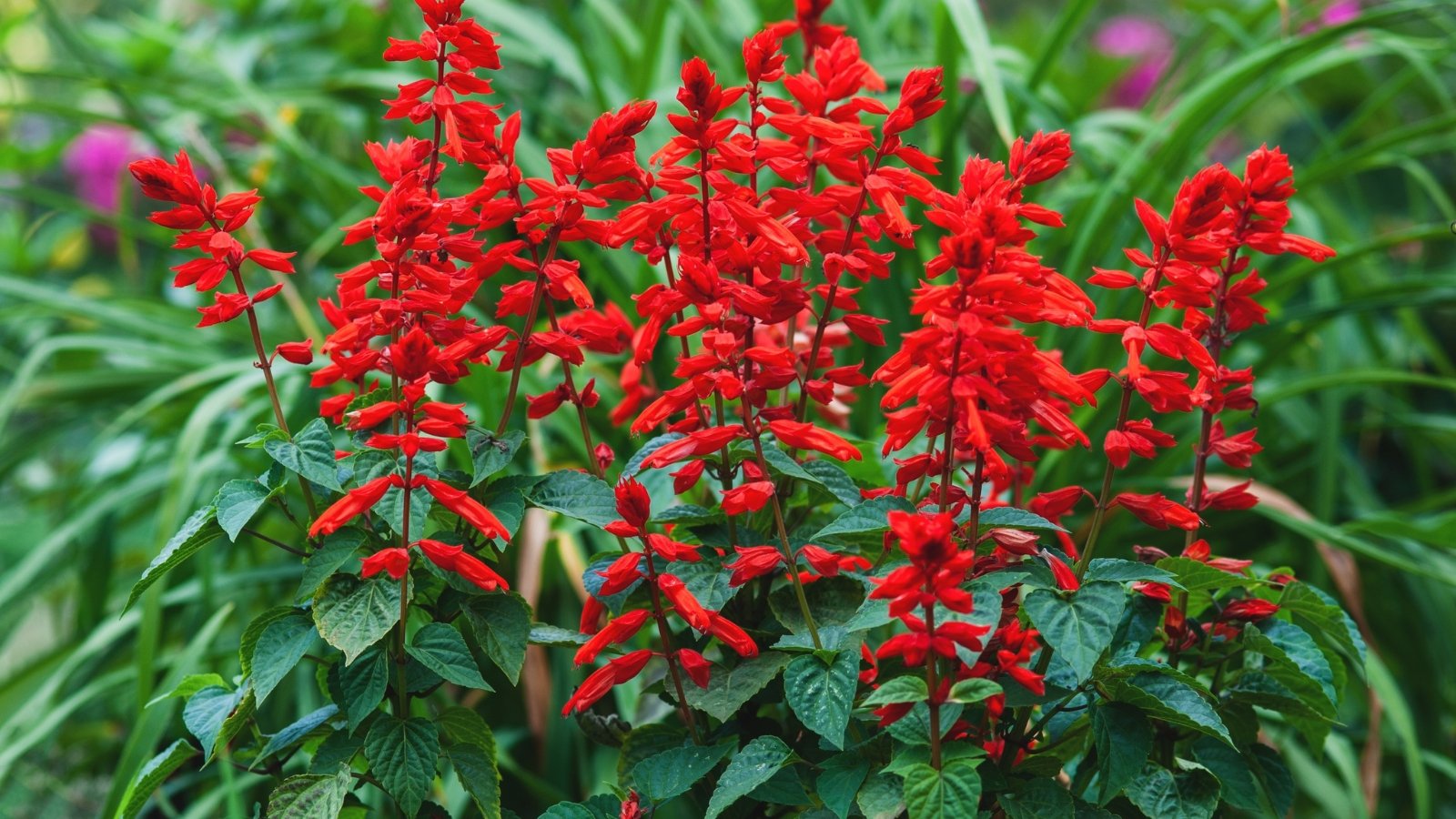 Spikes of tubular red flowers emerge above soft green foliage with slightly serrated edges.