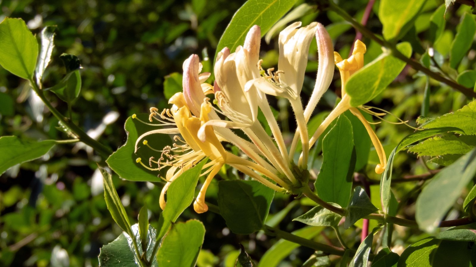 Clusters of pale yellow, tubular flowers with flared tips bloom among green oval leaves on a climbing vine.