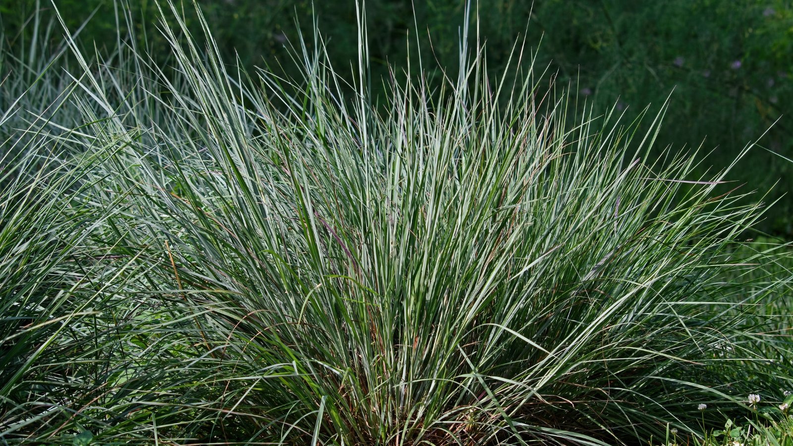 A dense clump of slender, upright grass blades in silvery-blue-green and reddish-brown.