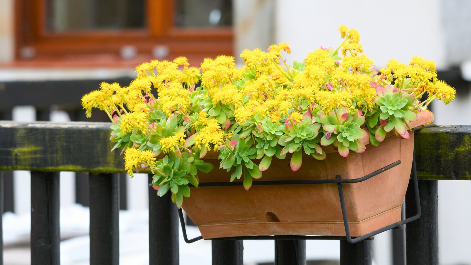 A terracotta planter bursting with clusters of small, star-shaped yellow flowers and green succulent leaves with pink edges.