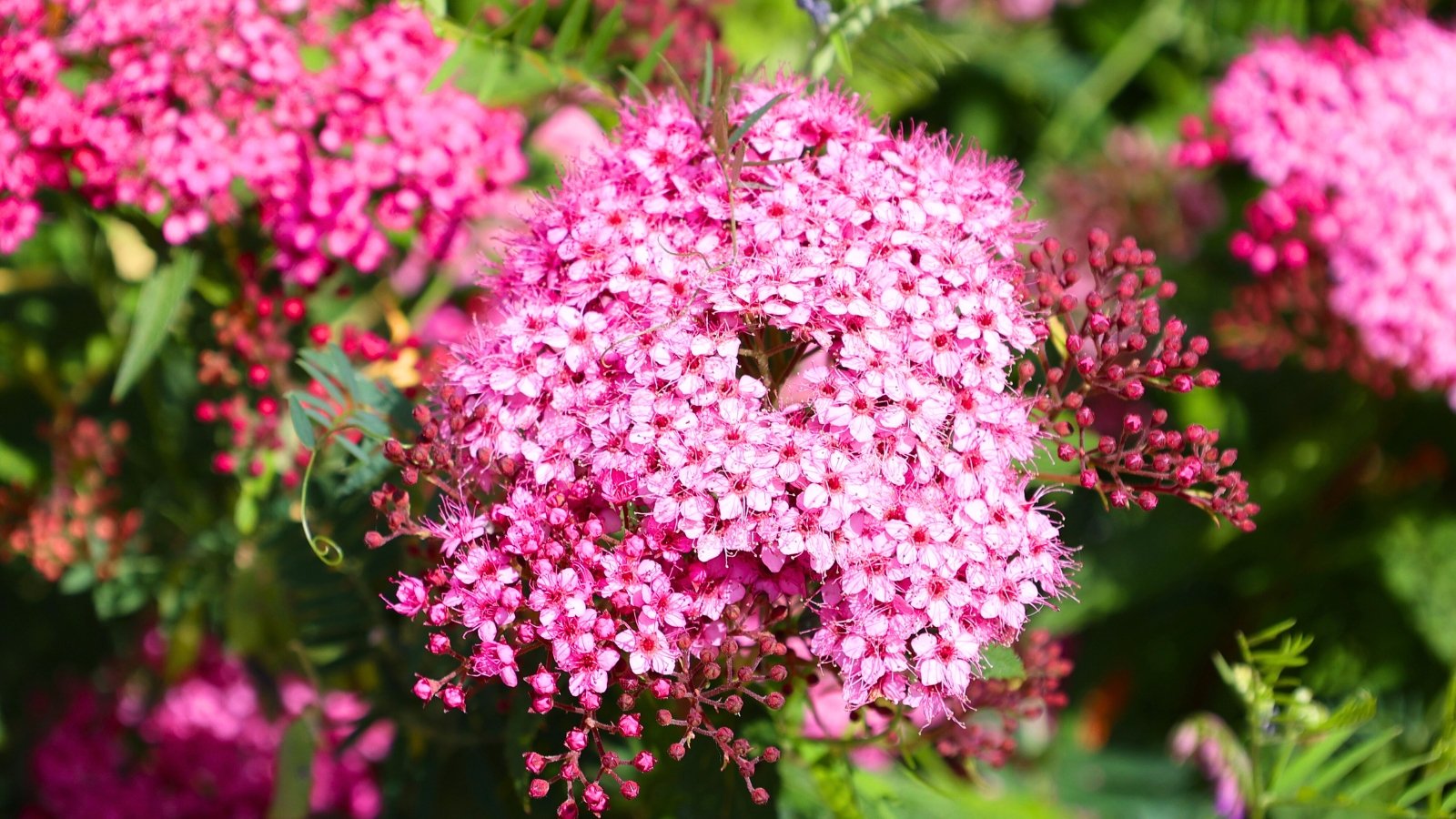 A large, dense, rounded cluster of tiny bright pink flowers with small red centers stands prominently amidst green foliage.