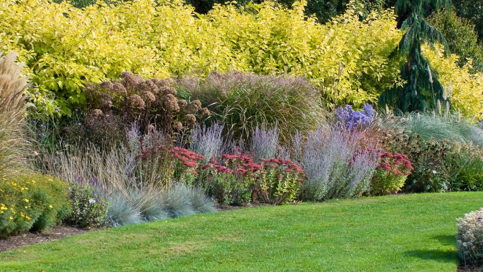 A vibrant garden border showcases mounded reddish-pink flowers, silver-blue grasses, and golden-leaved shrubs against a green lawn.