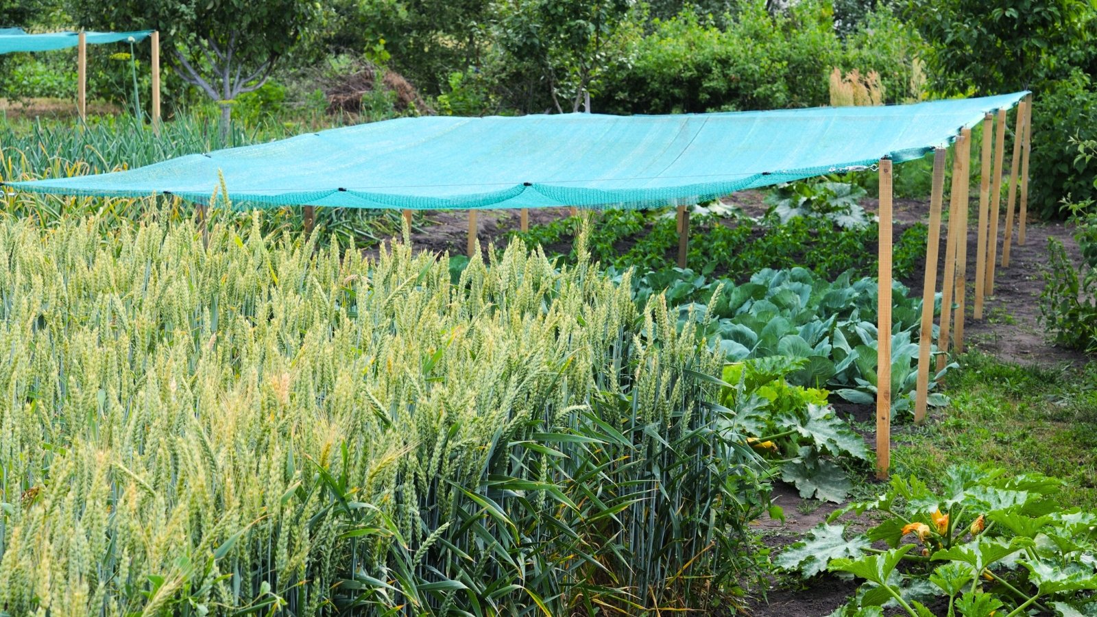 Garden beds of wheat and cabbage protected by a shading net stretched over tall wooden posts.
