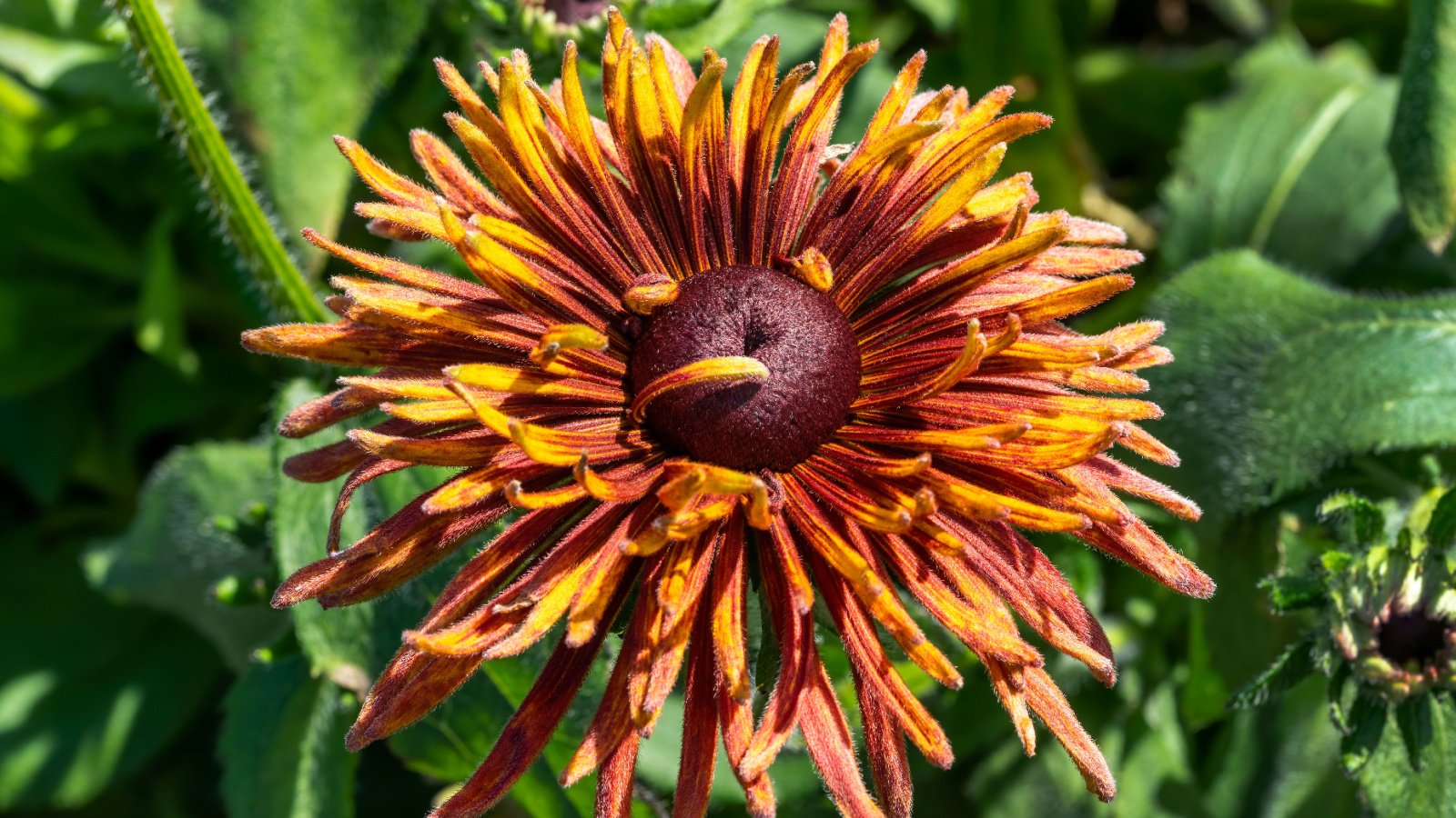 A large sunset-colored daisy-like flower with a dark brown center against a background of rough, lance-shaped green leaves.