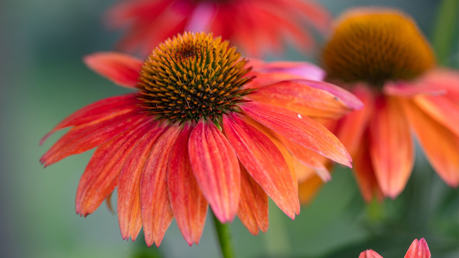 A large flower with bright orange petals edged in reddish hues surrounding a prominent brown cone, supported by sturdy stems.