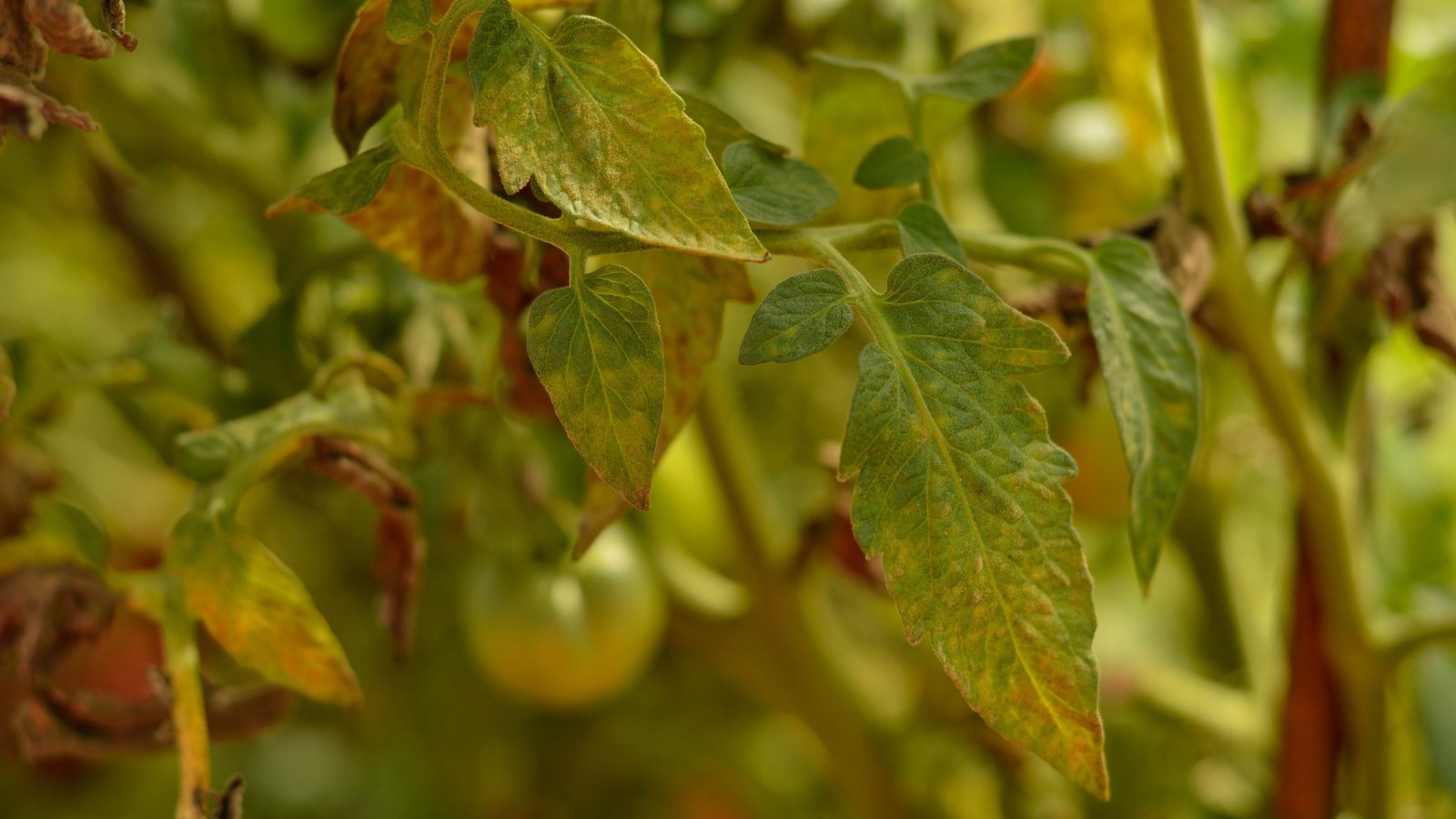 A close-up shot of a leaf of a tomato plant with mottled discoloration caused by a lack of micronutrients