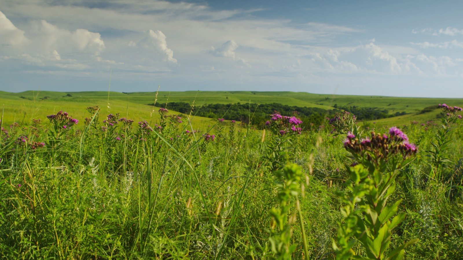 An idyllic, tallgrass prairie with rolling hills on a lazy summer afternoon.