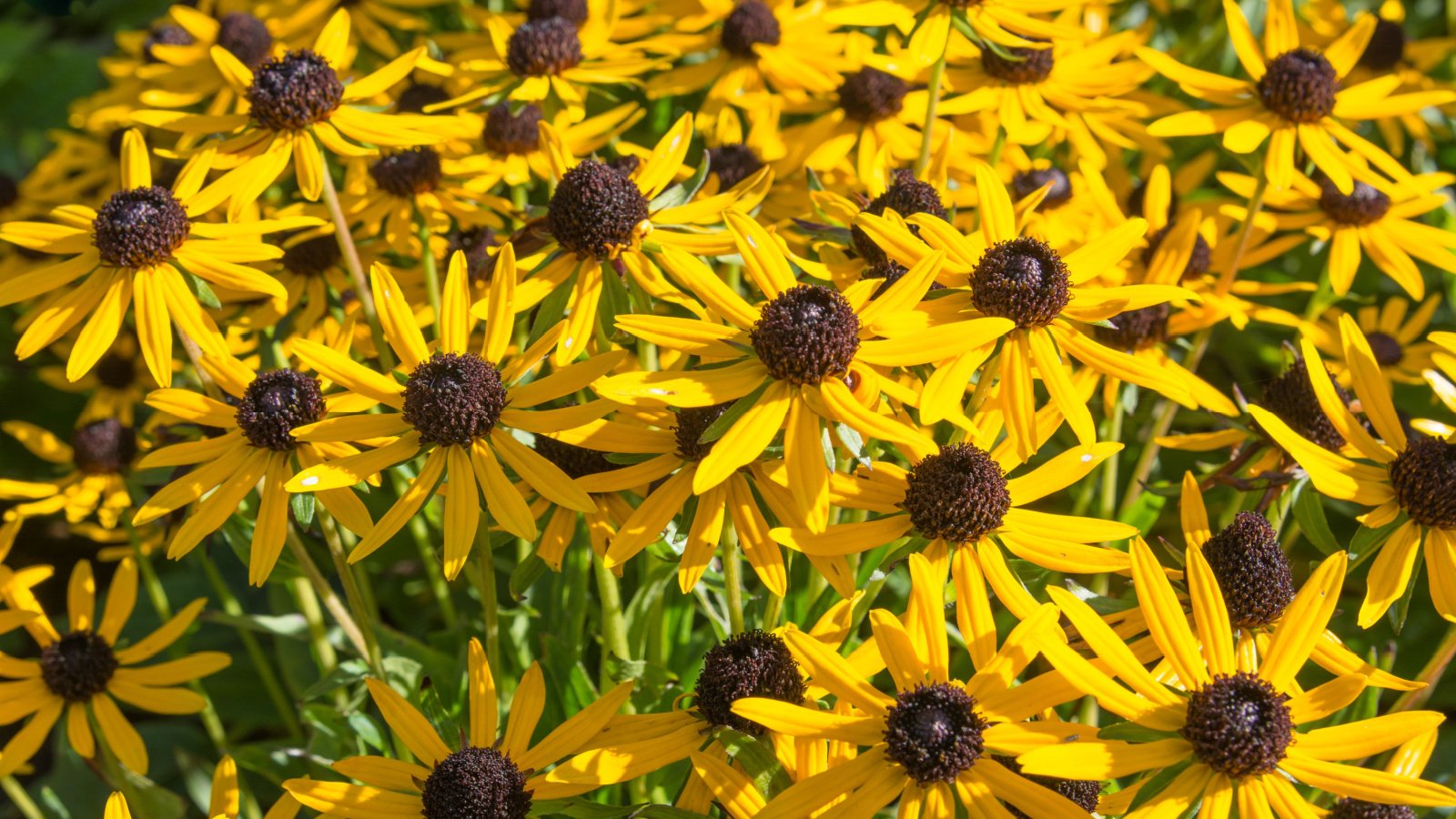 Small bright yellow daisy-like flowers with dark centers on compact stems with textured green leaves.