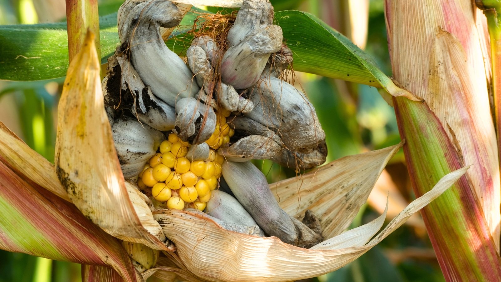 Corn plant with swollen, grayish-black galls on ears and kernels, bursting through green husks.