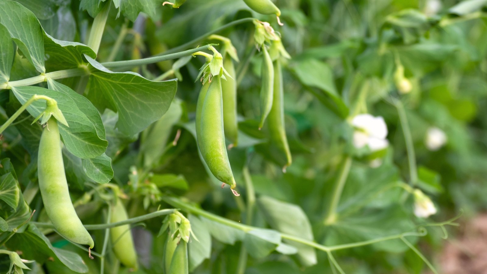 Short green vines with plump, crisp pea pods and small leaves grow compactly in the garden.
