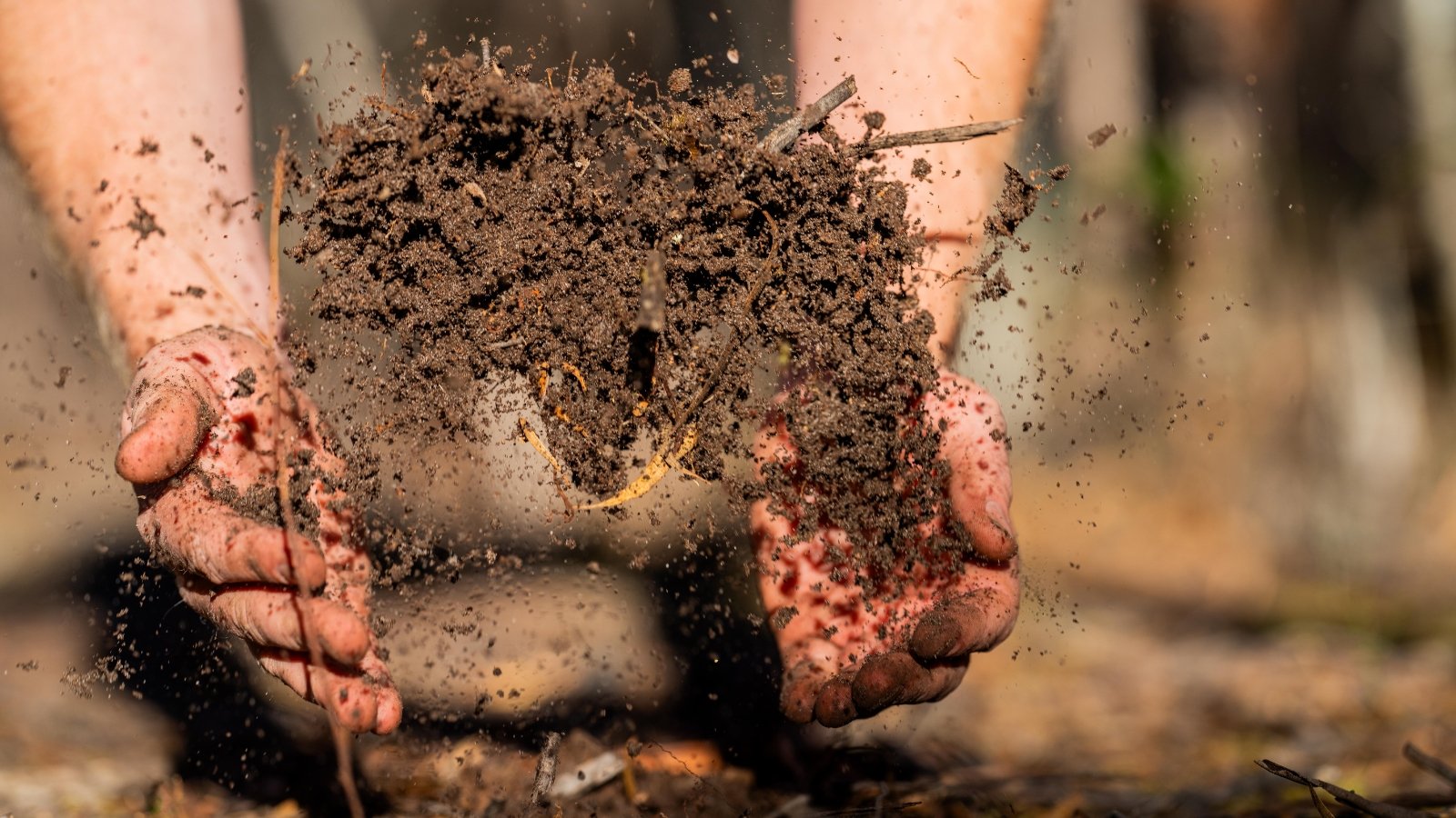 Close-up of a farmer's hands pushing loose, dark brown soil mixed with compost into the air.